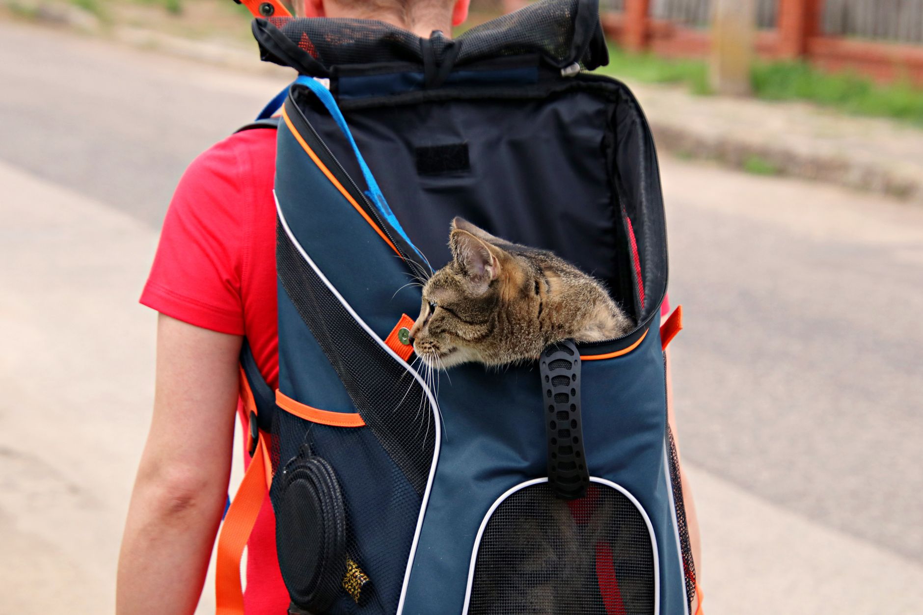 Перевозка кошки в переноске