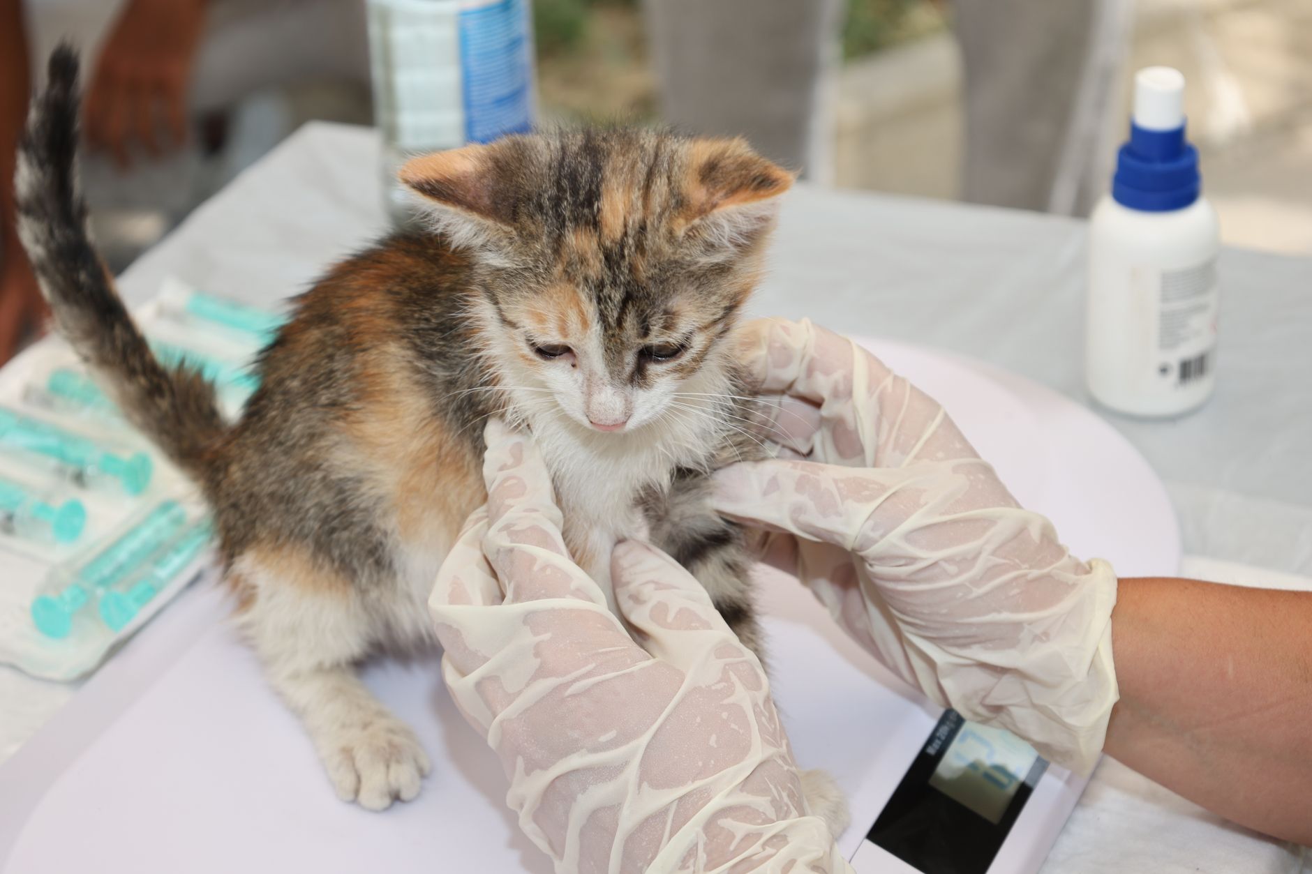 График прививок для кошки
