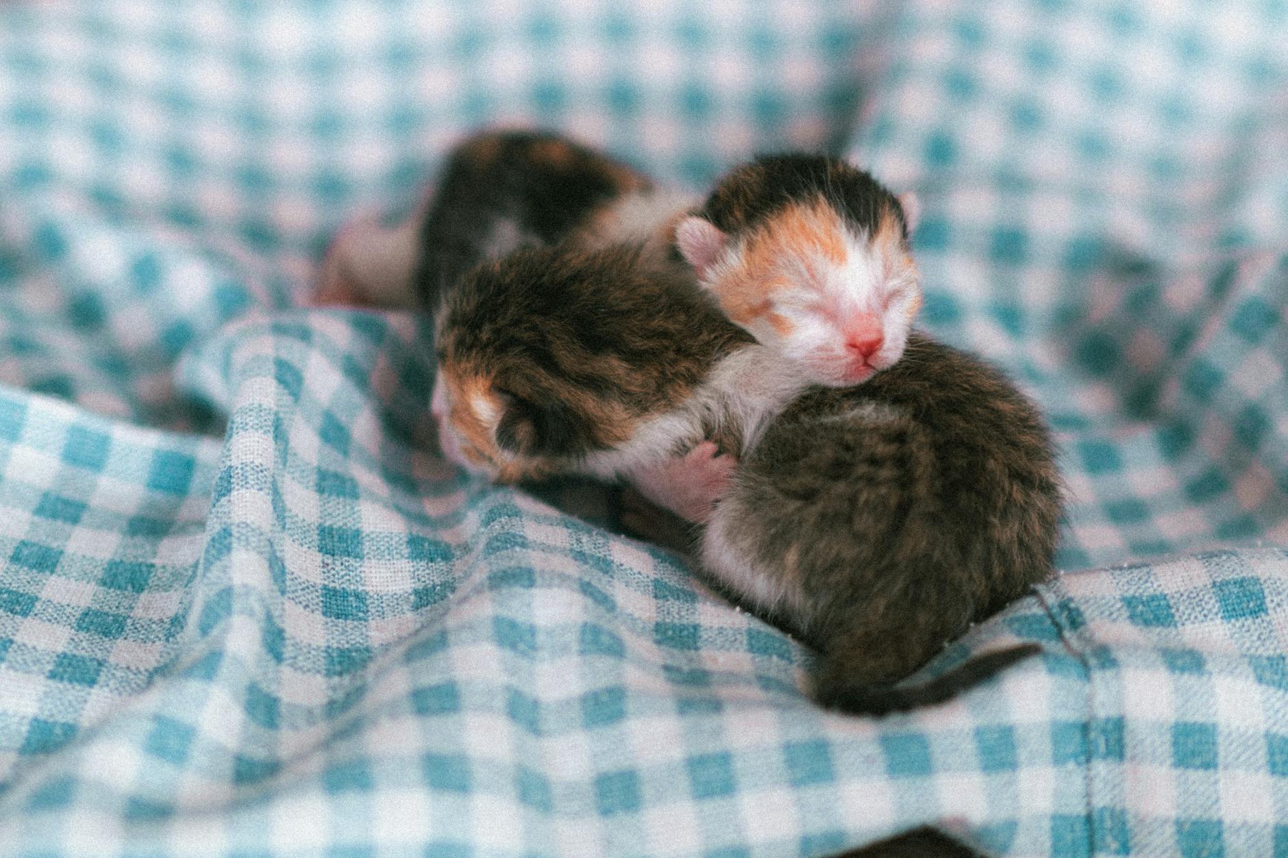 Первые дни котёнка дома