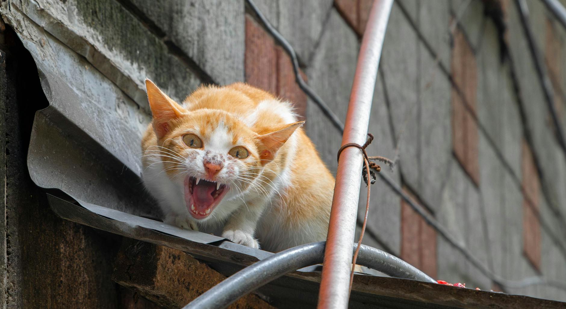 Агрессия кошки к людям