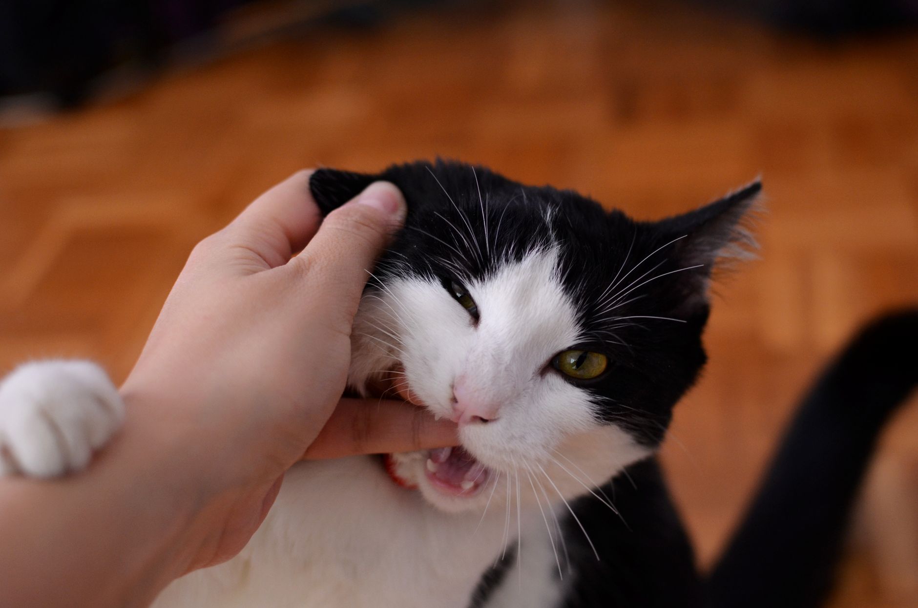 Кошка кусает руки