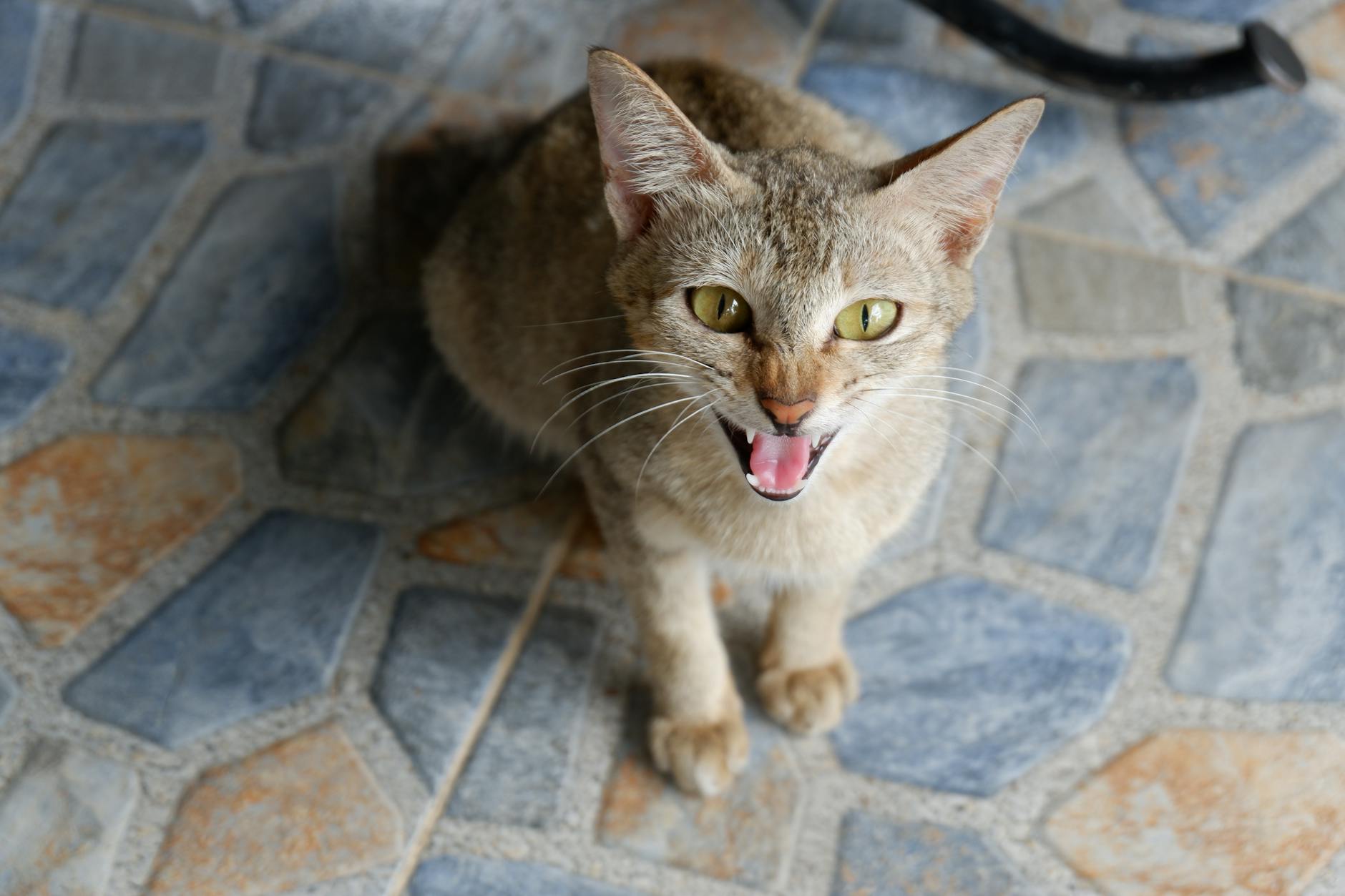 Кошка шипит на гостей