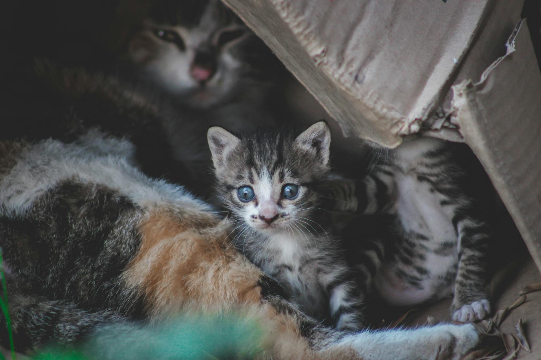 Кошка писает мимо лотка