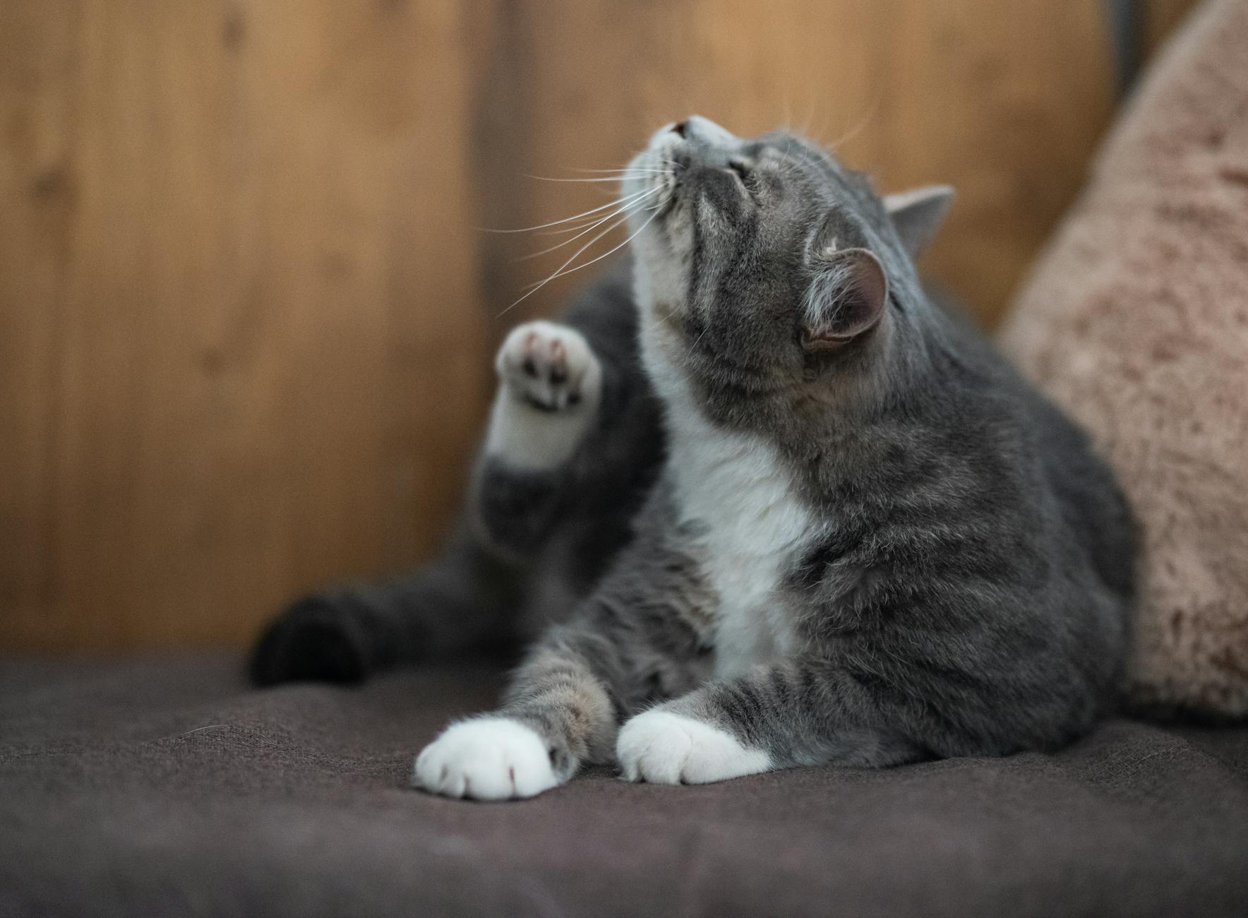 Кошка дерёт мебель
