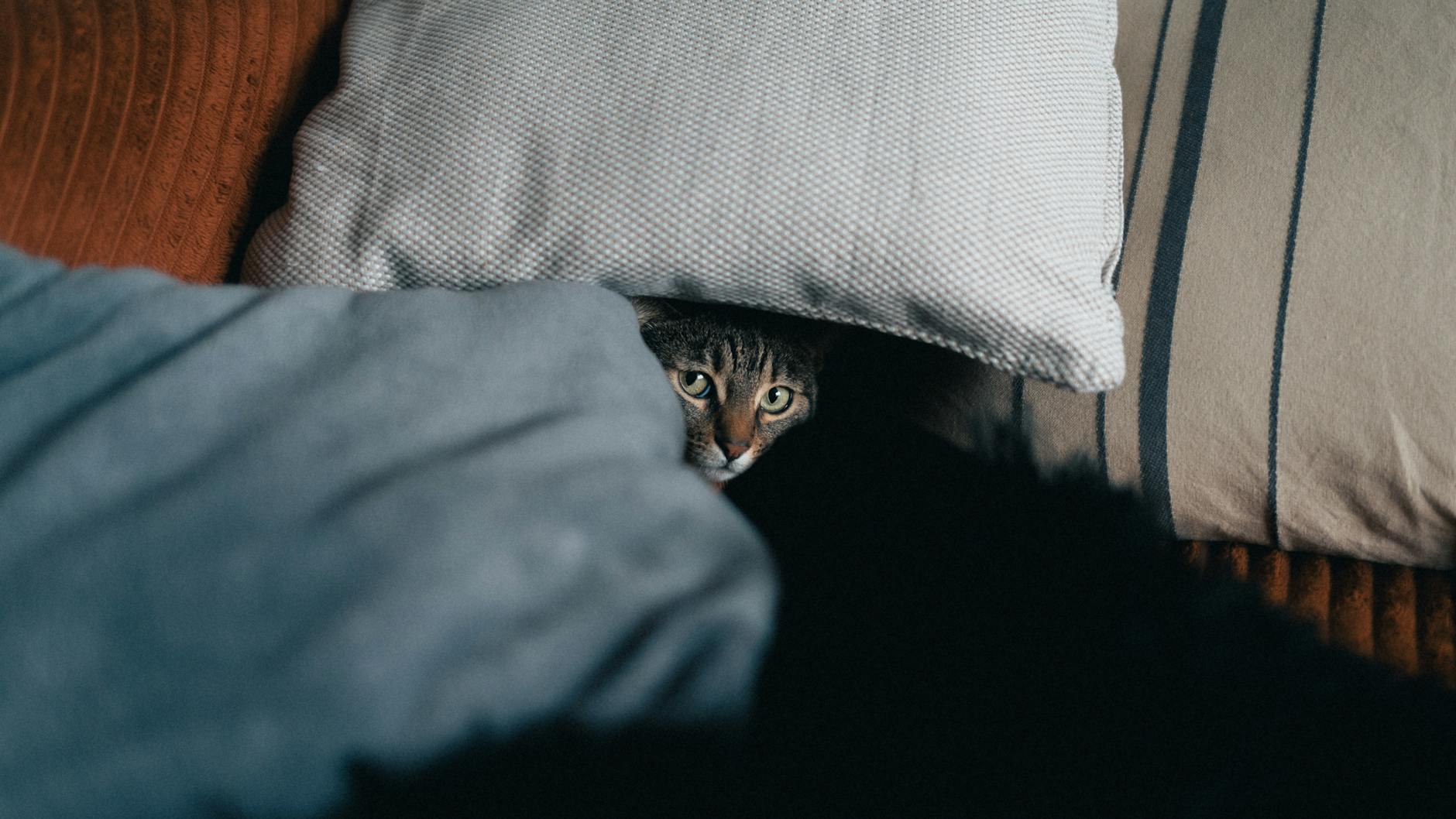 Кошка боится гостей