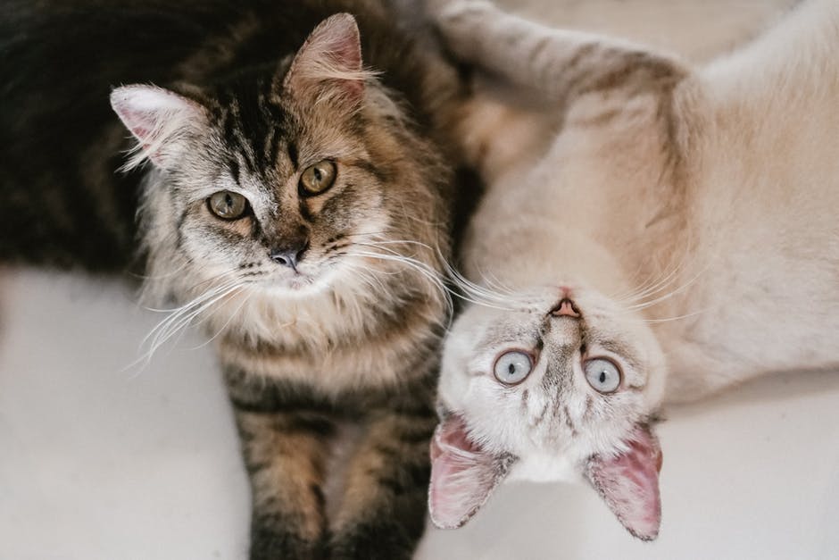 Знакомство кошек друг с другом