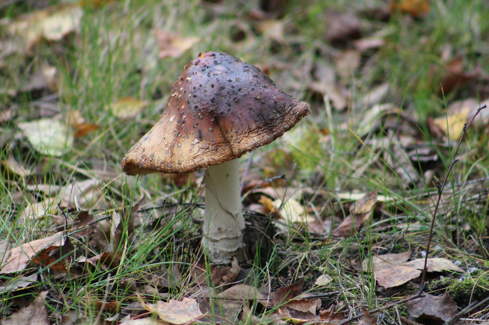 Отравление грибами у питомцев