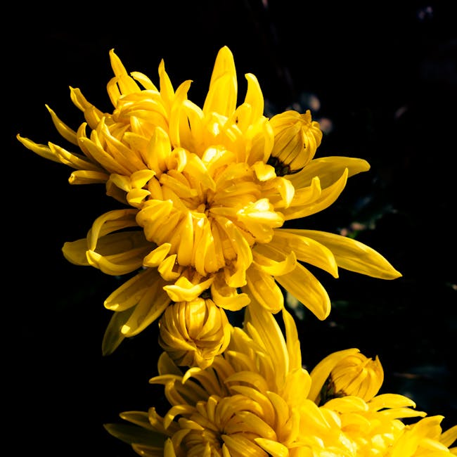 Хризантема