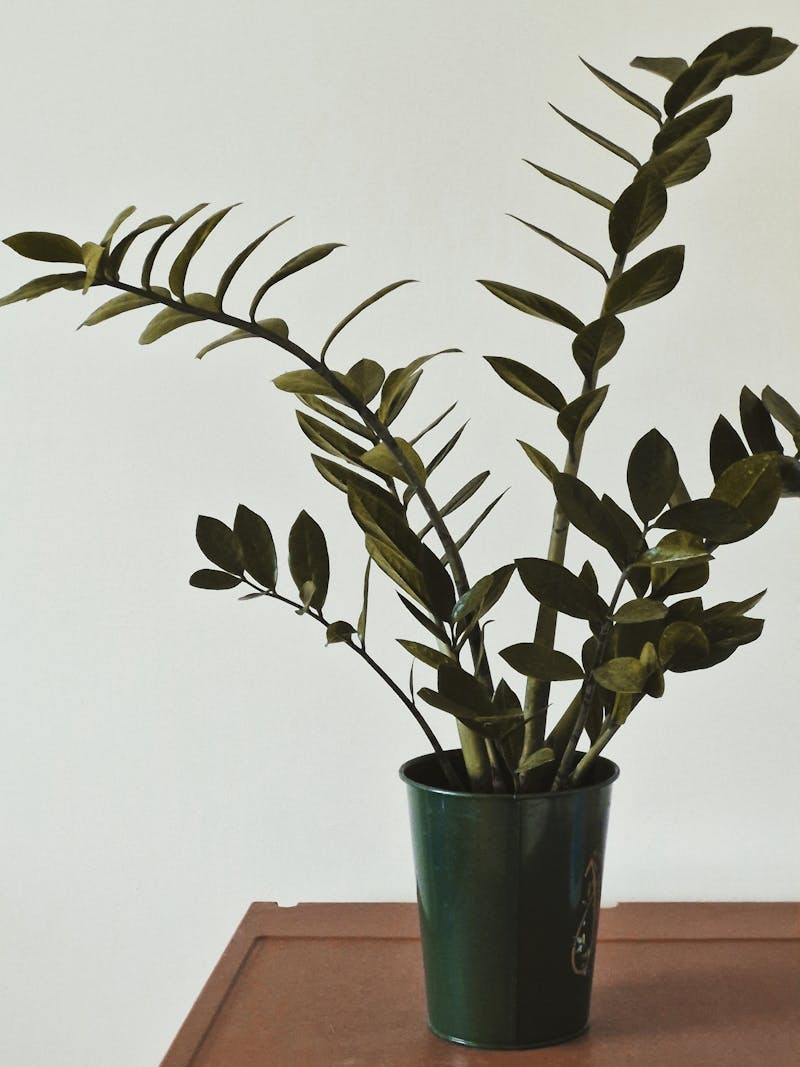 Замиокулькас