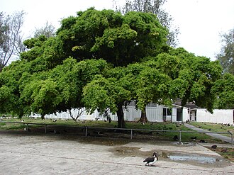 Фикус Бенджамина