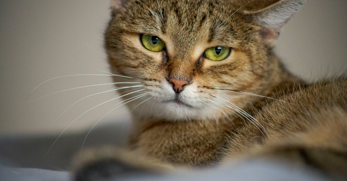 Стоматологические заболевания у пожилых кошек