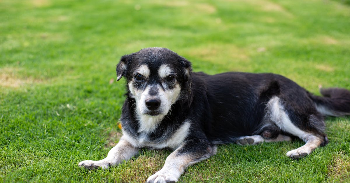 Артрит у собак: признаки и распознавание боли