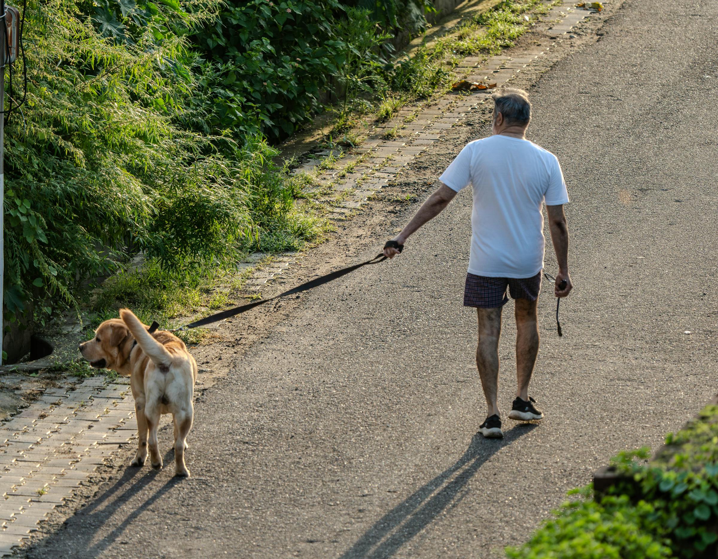 Физическая активность пожилой собаки